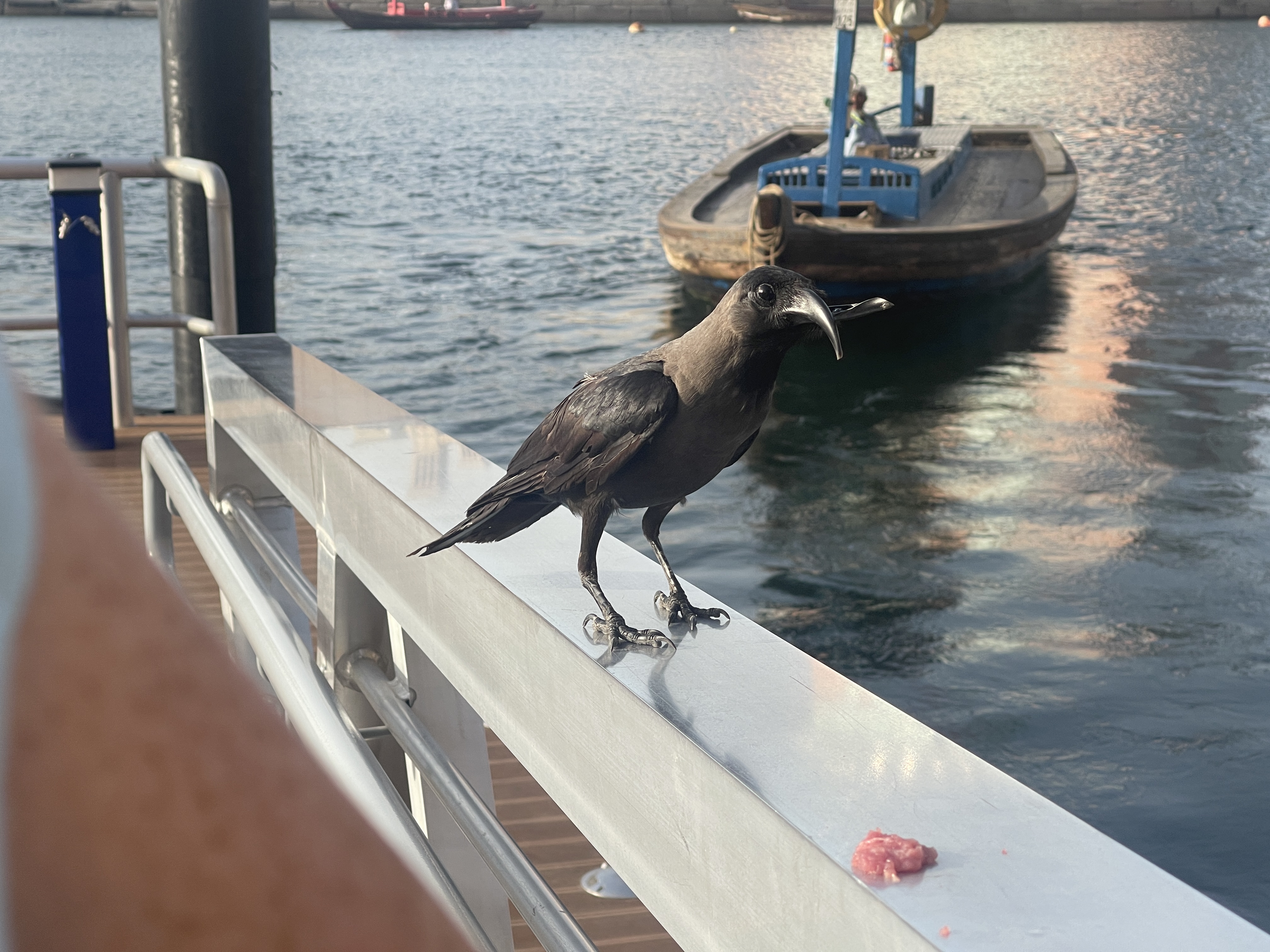 Crow with beak deformity, Dubai Old Souk Marine Transport Station - Dubai, UAE.